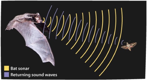 Echolocation–Bat
