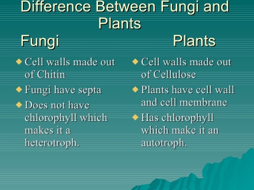 Fungi Manipulation-Fungi vs Plants