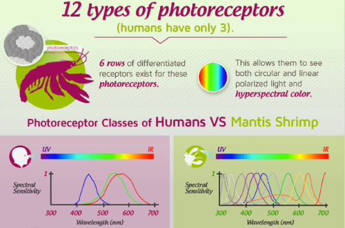 Vision (tetrachromatic)-Mantis shrimp photoreceptors