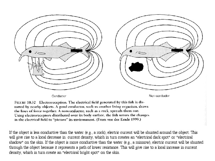 Electroreception-Fish