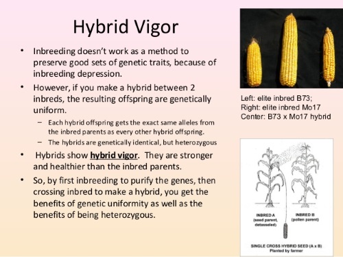 Hybrid Mimicry-0-Corn Example