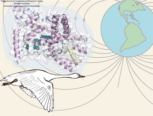 magnetoreception-avian