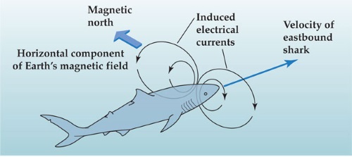 magnetoreception-fish