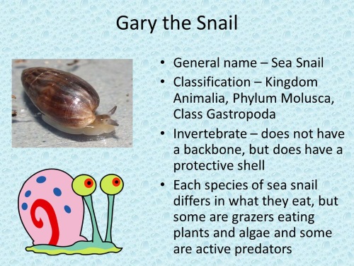 Gastropod Mimicry-Gary the Snail-SpongeBob
