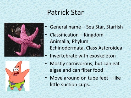 Starfish Mimicry-Patrick Star-SpongeBob