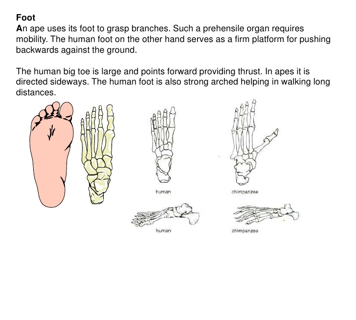 Primate Foot 357) Prehensile Feet – Foxhugh Superpowers List