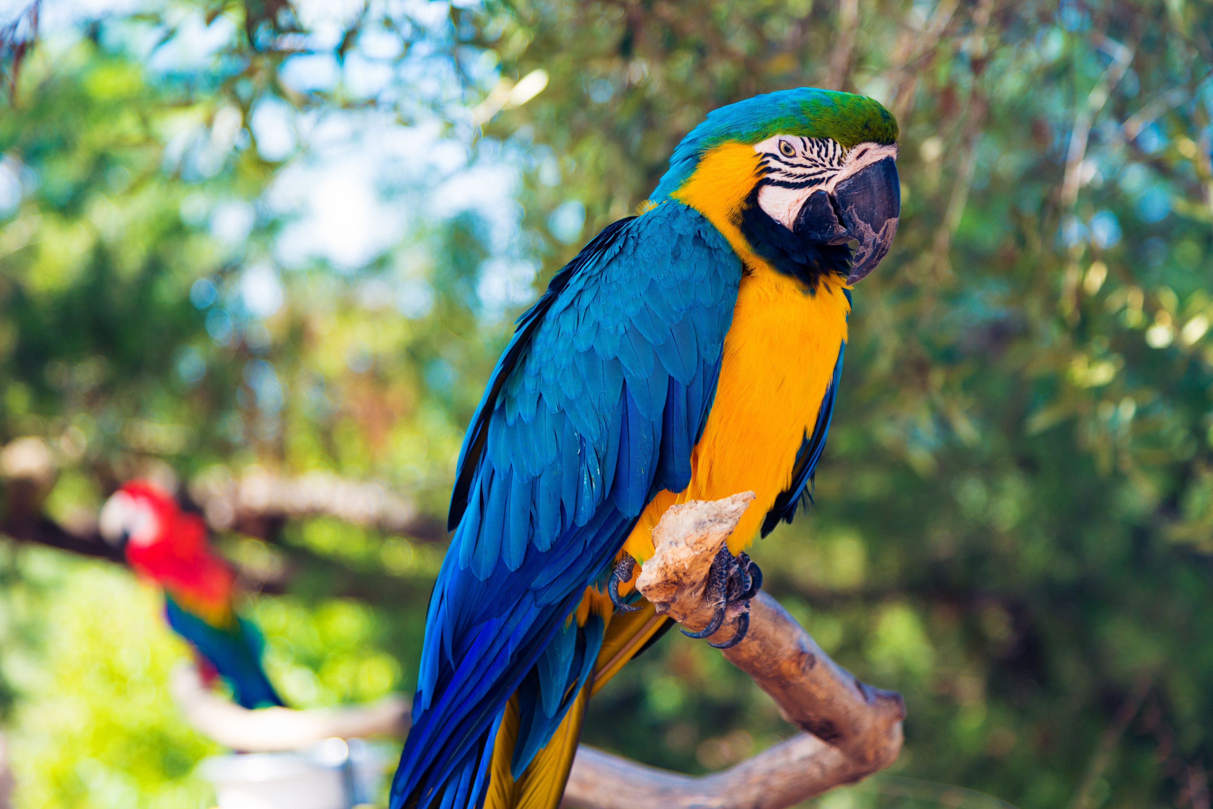 close-up-of-gold-and-blue-macaw-perching-on-tree-962288862-5b50073e46e0fb0037c23c23