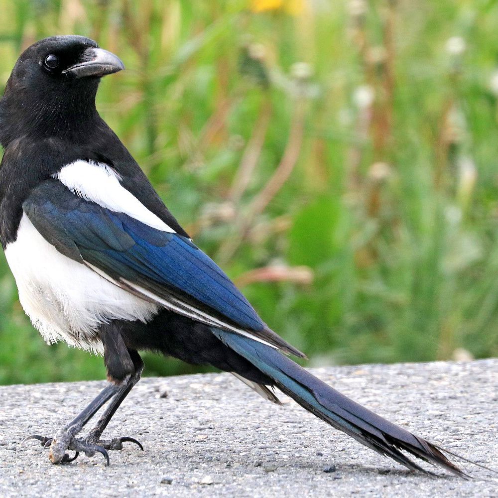 Magpie