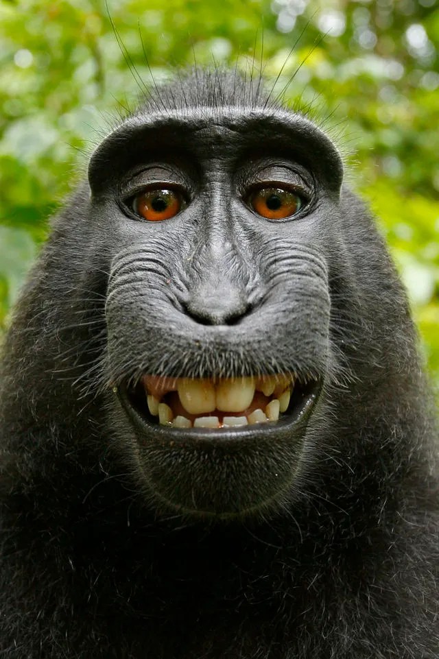 Monkey-Selfie
